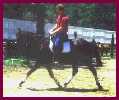 Bold Twilight - 'Allie'