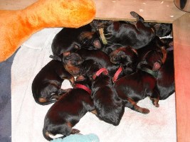 Sly's babies on Day 2