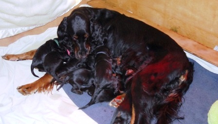 Power Puppies